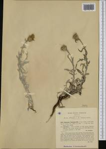 Centaurea tenoreana Willk., Western Europe (EUR) (Italy)