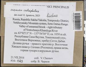 Didymodon calciphilus Ignatova & Ignatov, Bryophytes, Bryophytes - Yakutia (B19) (Russia)