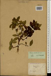 Lonicera caerulea L., South Asia, South Asia (Asia outside ex-Soviet states and Mongolia) (ASIA) (China)