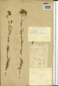 Jacobaea vulgaris subsp. vulgaris, Eastern Europe, Eastern region (E10) (Russia)