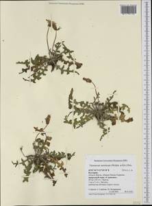 Taraxacum serotinum (Waldst. & Kit.) Poir., Western Europe (EUR) (Bulgaria)
