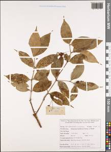 Euonymus laxiflorus Champ. ex Benth., South Asia, South Asia (Asia outside ex-Soviet states and Mongolia) (ASIA) (Vietnam)