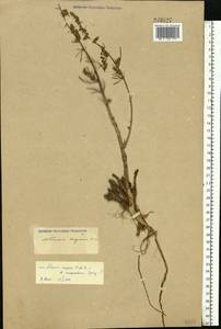 Artemisia scoparia Waldst. & Kit., Eastern Europe (no precise locality) (E0) (Not classified)