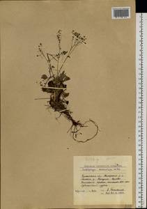 Micranthes davurica (Willd.) Small, Siberia, Baikal & Transbaikal region (S4) (Russia)