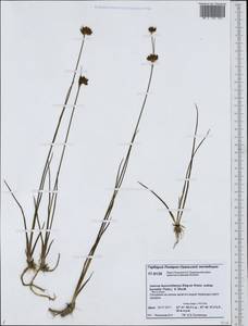 Juncus castaneus subsp. leucochlamys (V.J.Zinger ex V.I.Krecz.) Hultén, Siberia, Western Siberia (S1) (Russia)