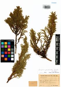 Juniperus pseudosabina Fisch. & C.A.Mey., Siberia, Baikal & Transbaikal region (S4) (Russia)