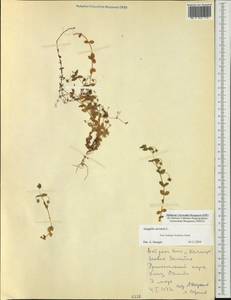 Lysimachia arvensis subsp. arvensis, Australia & Oceania (AUSTR) (New Zealand)