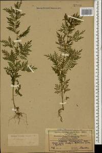 Artemisia annua L., Caucasus, Azerbaijan (K6) (Azerbaijan)