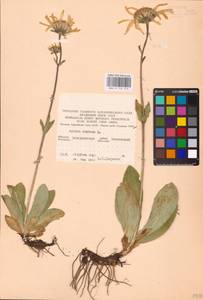 Arnica montana L., Eastern Europe, West Ukrainian region (E13) (Ukraine)