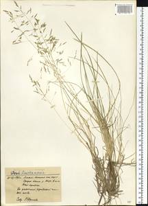 Deschampsia, Siberia, Western Siberia (S1) (Russia)