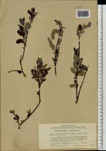 Salix ×laurina Sm., Eastern Europe, North-Western region (E2) (Russia)