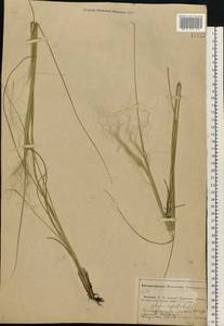 Stipa capillata L., Eastern Europe, Middle Volga region (E8) (Russia)