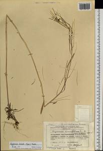 Erysimum boreale (C. A. Mey. ex Rupr.) Trautv., Siberia, Chukotka & Kamchatka (S7) (Russia)