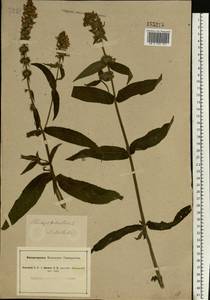 Stachys palustris L., Eastern Europe, South Ukrainian region (E12) (Ukraine)