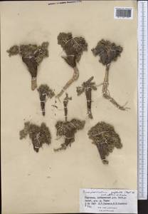 Dimorphosciadium gayoides (Regel & Schmalh.) Pimenov, Middle Asia, Northern & Central Tian Shan (M4) (Kyrgyzstan)