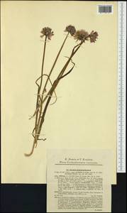 Allium schoenoprasum L., Western Europe (EUR) (Czech Republic)