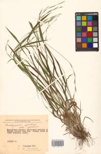 Brachypodium sylvaticum (Huds.) P.Beauv., Siberia, Russian Far East (S6) (Russia)