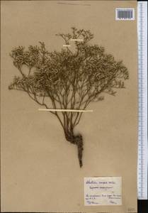 Limonium bellidifolium (Gouan) Dumort., Middle Asia, Northern & Central Kazakhstan (M10) (Kazakhstan)