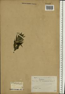 Lithospermum officinale L., Eastern Europe, Eastern region (E10) (Russia)