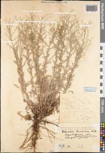 Artemisia lercheana Weber ex Stechm., Eastern Europe, Lower Volga region (E9) (Russia)