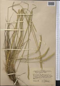 Leymus alaicus (Korsh.) Tzvelev, Middle Asia, Western Tian Shan & Karatau (M3) (Uzbekistan)