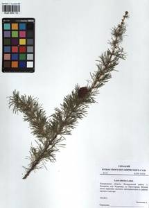 Larix sibirica Ledeb., Siberia, Altai & Sayany Mountains (S2) (Russia)