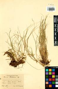 Carex loliacea L., Siberia, Baikal & Transbaikal region (S4) (Russia)