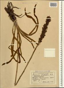 Eremurus spectabilis M.Bieb., nom. cons., Caucasus, Azerbaijan (K6) (Azerbaijan)