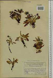 Taraxacum alaskanum Rydb., Siberia, Altai & Sayany Mountains (S2) (Russia)