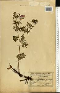 Geranium sanguineum L., Eastern Europe, Central forest-and-steppe region (E6) (Russia)