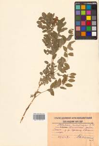 Hedysarum hedysaroides (L.) Schinz & Thell., Siberia, Russian Far East (S6) (Russia)