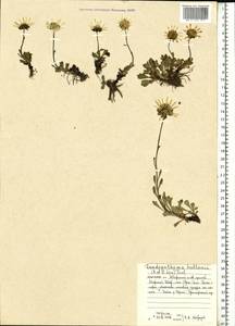 Arctanthemum arcticum subsp. polare (Hultén) Tzvelev, Eastern Europe, Northern region (E1) (Russia)
