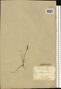Festuca rubra L., Eastern Europe, Northern region (E1) (Russia)