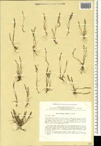 Catapodium rigidum (L.) C.E.Hubb., Crimea (KRYM) (Russia)