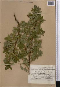 Rosa glabrifolia C. A. Mey. ex Rupr., Middle Asia, Caspian Ustyurt & Northern Aralia (M8) (Kazakhstan)