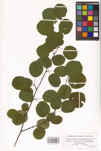 Amelanchier alnifolia (Nutt.) Nutt., Eastern Europe, Eastern region (E10) (Russia)