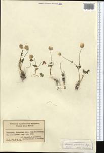 Anemone petiolulosa Juz., Middle Asia, Syr-Darian deserts & Kyzylkum (M7) (Uzbekistan)