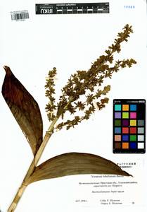 Veratrum lobelianum Bernh., Siberia, Baikal & Transbaikal region (S4) (Russia)