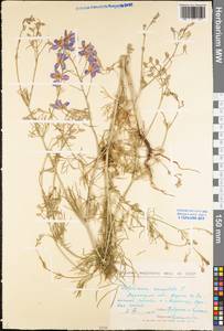 Delphinium consolida subsp. consolida, Eastern Europe, Central forest-and-steppe region (E6) (Russia)