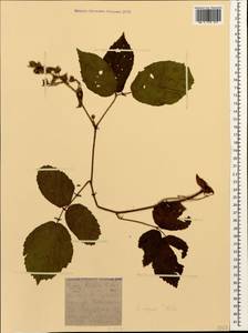 Rubus serpens Weihe ex Lej. & Courtois, Caucasus, Krasnodar Krai & Adygea (K1a) (Russia)