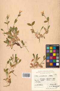 Silene sachalinensis F. Schmidt, Siberia, Russian Far East (S6) (Russia)