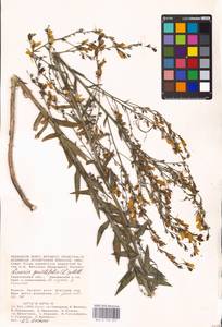 MHA 0 159 257, Linaria genistifolia (L.) Mill., Eastern Europe, Lower Volga region (E9) (Russia)