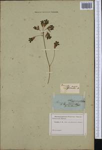 Primula vulgaris subsp. vulgaris, Western Europe (EUR) (Not classified)