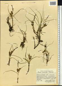 Carex pumila Thunb., Siberia, Russian Far East (S6) (Russia)