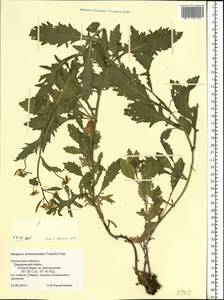 Rorippa anceps (Wahlenb.) Rchb., Eastern Europe, Western region (E3) (Russia)
