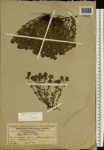 Thymus serpyllum L., Eastern Europe, Volga-Kama region (E7) (Russia)