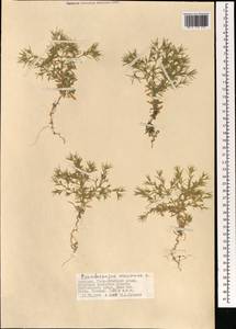 Ceratocarpus arenarius L., Mongolia (MONG) (Mongolia)