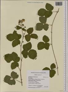 Rubus caesius L., Western Europe (EUR) (Bulgaria)