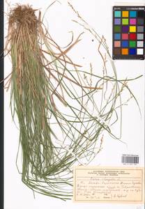 Carex elongata L., Eastern Europe, Moscow region (E4a) (Russia)