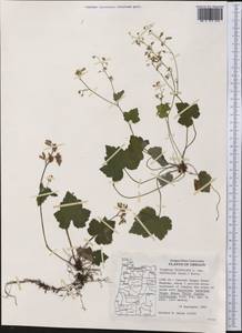 Tiarella trifoliata L., America (AMER) (United States)